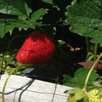 Garden Tip: How to Keep the Birds Out of Your Strawberry Patch
