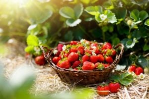 Pick Your Own Strawberry Picking Tips