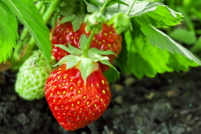 Tips for Picking Strawberries
