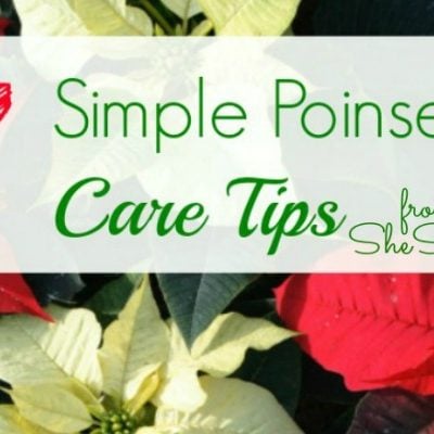 7 Simple Poinsettia Care Tips
