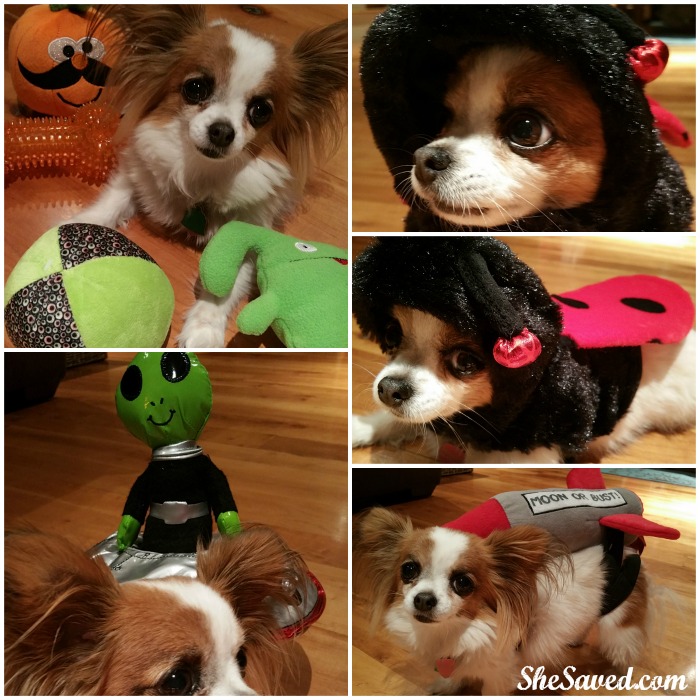 Pets love Halloween too! Check out these fun Halloween costumes from PetSmart!