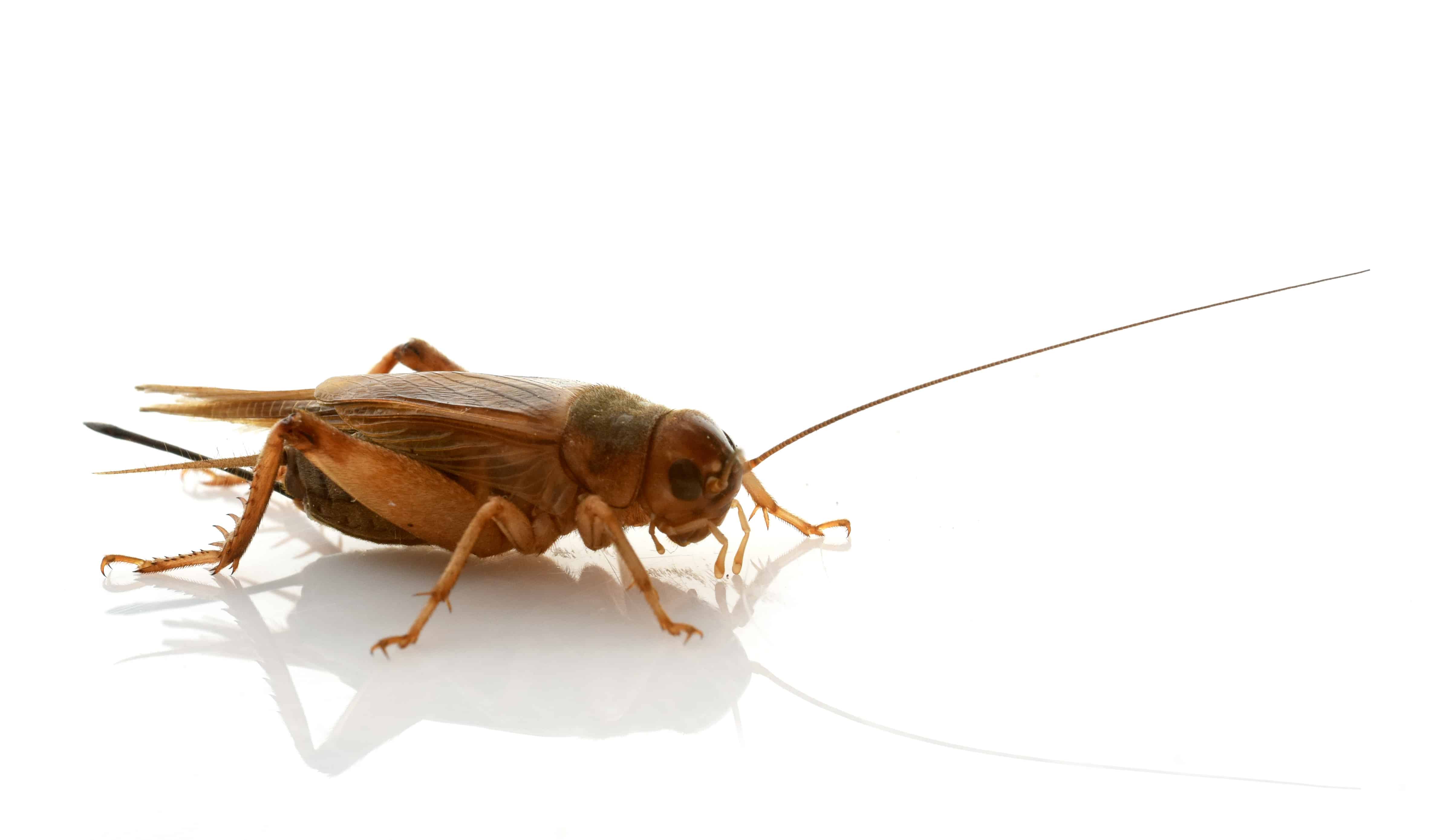 brown cricket in front of white background