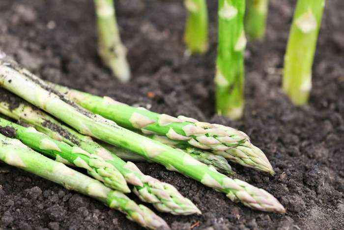 planting asparagus