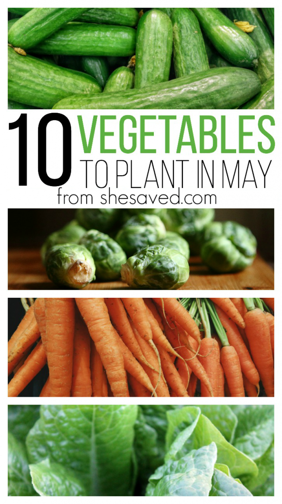 Getting ready to start your garden? Here aer 10 Vegetables to Plant in May that will get your growing off to a great start! Happy harvesting!
