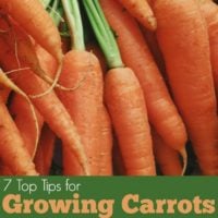 7 Tips for Growing Carrots