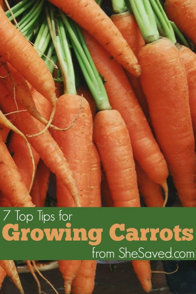 If you are looking for a garden plant that is easy to grow and fun to harvest, check out my 7 tips for growing carrots!