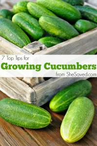 7 Tips for Growing Cucumbers