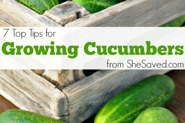 7 Tips for Growing Cucumbers