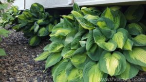 Tips for Growing Hosta Plants
