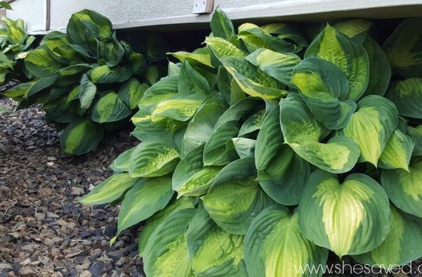 Tips for Growing Hosta Plants