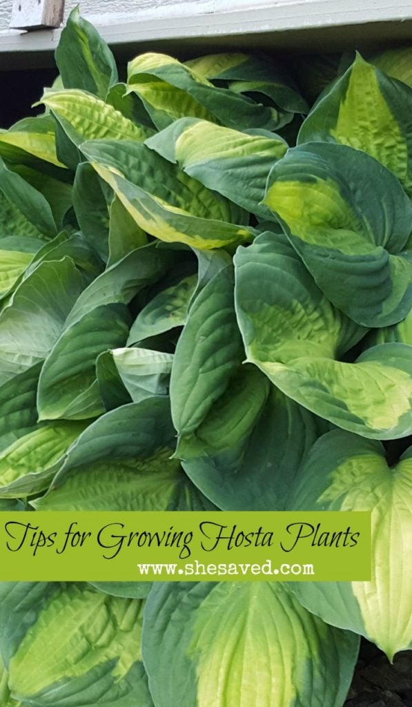 They are great space fillers and so easy to care for! Use my 7 Tips for Growing Hosta Plants to grow your own!