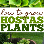 Our best tips for how to grow hostas plants and when and where to plant them