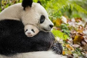 Disneynature’s BORN IN CHINA opens in theaters April 21st!