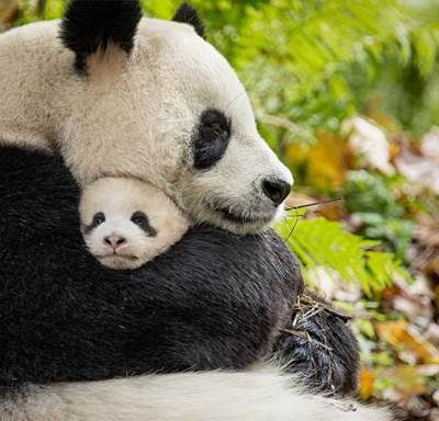 Disneynature's BORN IN CHINA opens in theaters April 21st!
