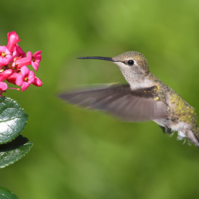 How to Make Hummingbird Nectar And Attract Hummingbirds to Your Yard