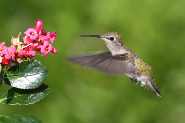 How to attract hummingbirds to your yard