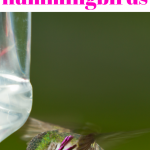 How to attract hummingbirds