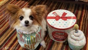 Celebrate Pet Month: Spoiling Your Best Friend with a Milk-Bone Birthday Party!