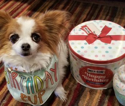 Celebrate Pet Month: Spoiling Your Best Friend with a Milk-Bone Birthday Party!