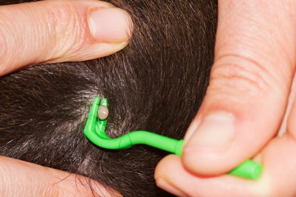 What do do when you find a tick on your dog