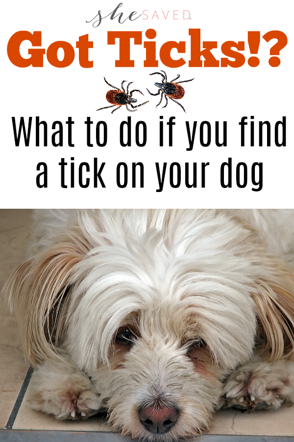 Did you find a tick on your dog? Here are some tips for what to do when you find a tick on your dog!