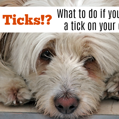 Ick! What to do when you find a tick on your dog!