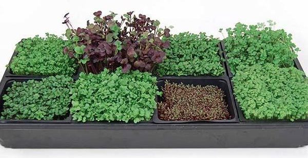 True Leaf Market Hydroponic Microgreens Starter Kit