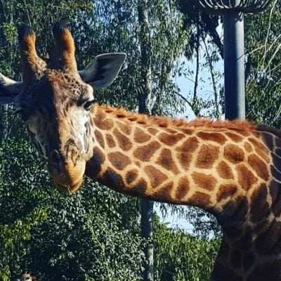 San Diego Zoo Giraffe