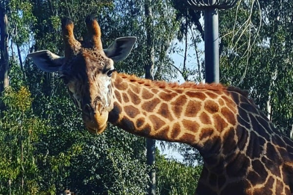 San Diego Zoo Giraffe
