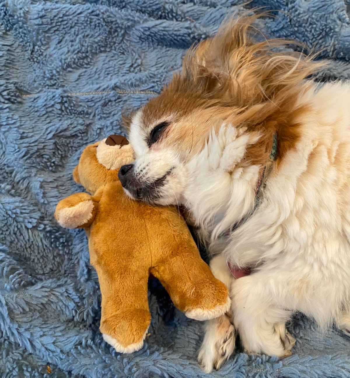 dog sleeping with plush teddy bear toy
