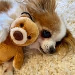 Little Dog Hugging a Teddy Bear