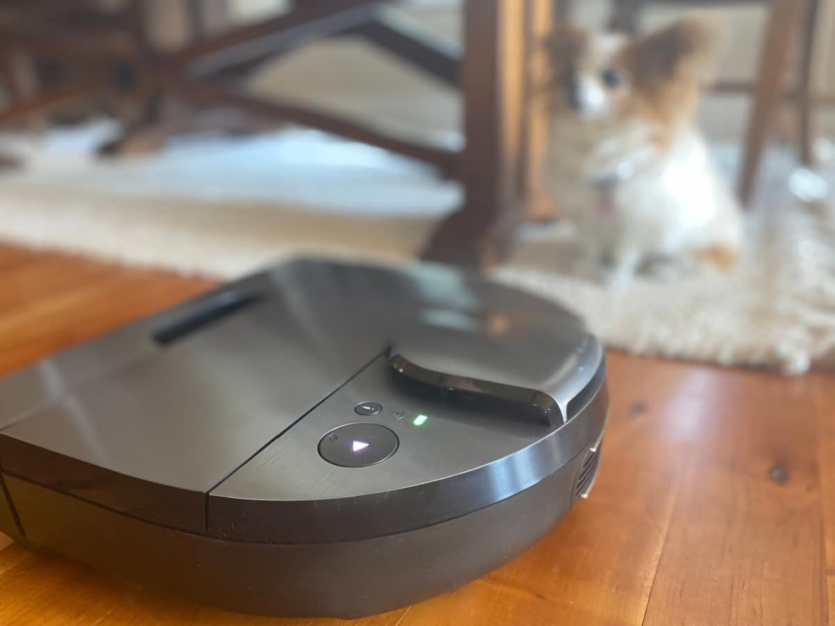 dog watching a robotic vacuum to by on hardwood floor while he sits on a white rug